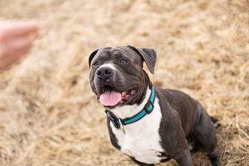 The American Staffordshire Terrier, also known as the AmStaff or American Staffy is a medium-sized, short-coated American dog breed. The height of an American Staffordshire Terrier is 17&ndash;19 in tall