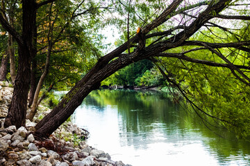 Tree Branch Leaning Over Calm River