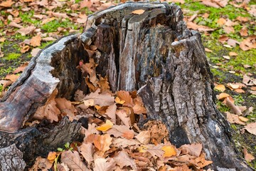 Old stumps and fallen leaves