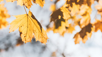 Yellow autumn leaves close up