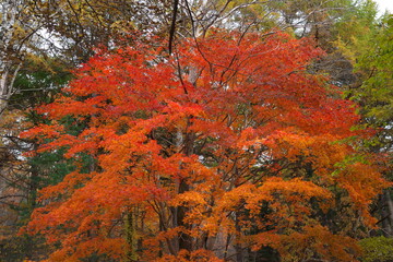 楓の紅葉