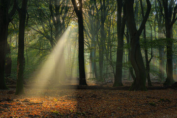 Naklejka premium Morning light through the trees in a foggy autumn day