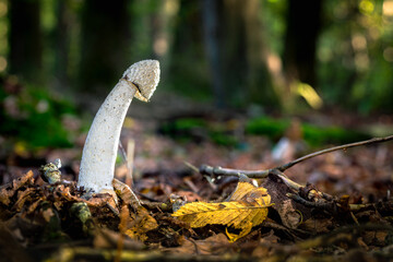 Autumn scenery with fallen oak leaves, acorns and Phallus impudicus mushrooms from a Netherlands Forest