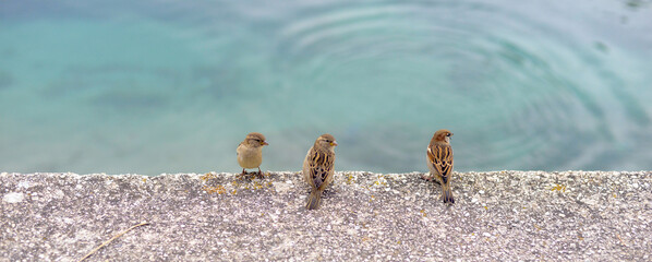 House Sparrow ,Passer domesticus, on an embankment of a river.