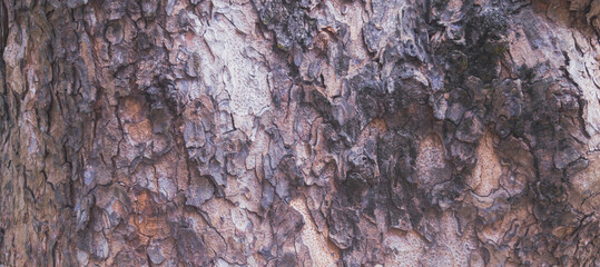 Old tree bark texture background. Natural wood surface abstract pattern. Closeup