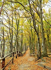 Las jesień wyspa Wolin Międzyzdroje © Agata