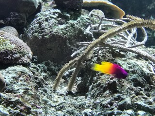fish in aquarium © Katarzyna
