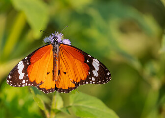 Plain Tiger butterfly on a flower