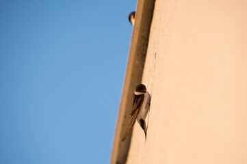 common house martin on the wall