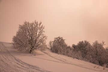 Small fragile tree in mountains covered with hoarfrost