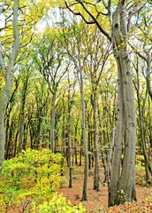 Drzewa buki las jesień Wolin Międzyzdroje - obrazy, fototapety, plakaty