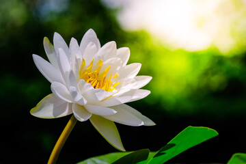 white lotus in the garden with the morning sun