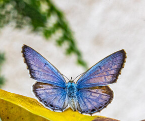 Fototapeta na wymiar A chilades Lajus butterfly sitting on a leaf