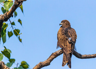A black kite perching on a tree