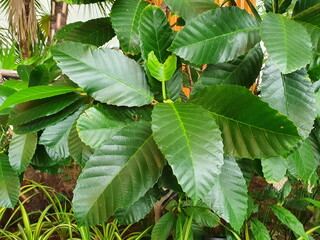 The dark green, glossy leaves are serrated and deeply serrated known as Dillenia philippinensis...