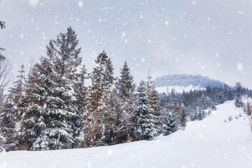 Obraz premium Harsh winter landscape beautiful snowy fir trees