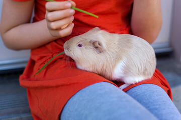 Guinea pig comfortably sitting on girl's laps.