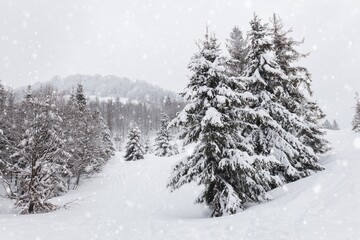 Harsh winter landscape beautiful snowy fir trees