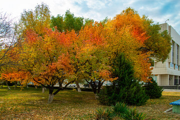Naklejka premium Осень в городе. Актау