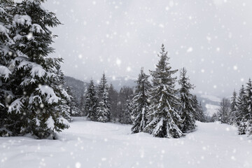 Obraz premium Harsh winter landscape beautiful snowy fir trees