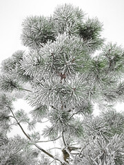 Evergreen pine with fresh snow and frost in a snowfall.