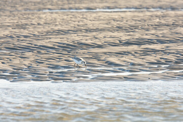 Sanderling auf Futtersuche am Strand