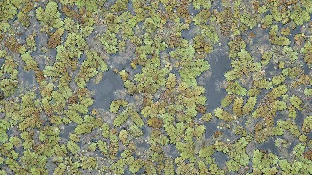 Floating Watermoss (Salvinia natans). Natural background