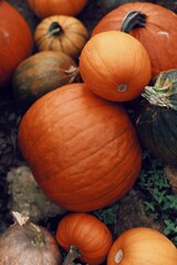 Fototapeta pile of pumpkins obraz