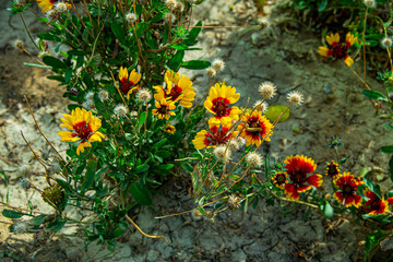 Цветы разные. Розы, бархотцы, сентябрины