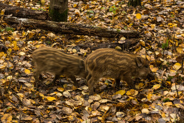 Sergiev Posad, Russia - 17 October 2021: Autumn view of wild boars in the forest