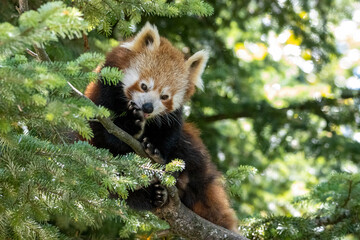 panda rosso parco natura viva