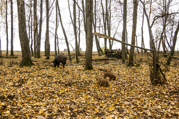 Sergiev Posad, Russia - 17 October 2021: Autumn view of wild boars in the forest