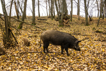 Sergiev Posad, Russia - 17 October 2021: Autumn view of wild boars in the forest