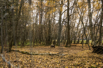 Sergiev Posad, Russia - 17 October 2021: Autumn view of wild boars in the forest