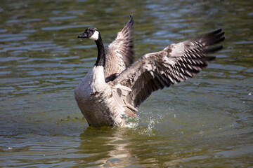 Canada Goose on a Fresh Water Lake Flapping its Wings while Taking a Bath and Preening with the Wings Outspread
