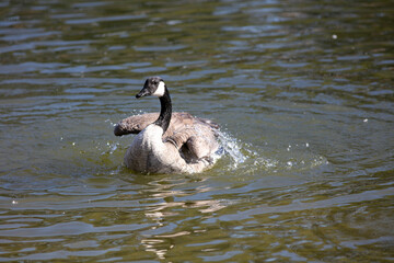 Fototapeta premium Canada Goose on a Fresh Water Lake Flapping its Wings while Taking a Bath and Preening 