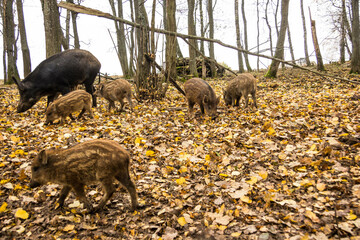 Sergiev Posad, Russia - 17 October 2021: Autumn view of wild boars in the forest