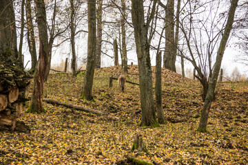 Fototapeta premium Sergiev Posad, Russia - 17 October 2021: Autumn view of wild boars in the forest