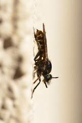 Raubfliege beim Sonnenbad an einer Hauswand