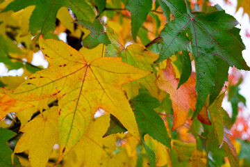 autumn maple leaves