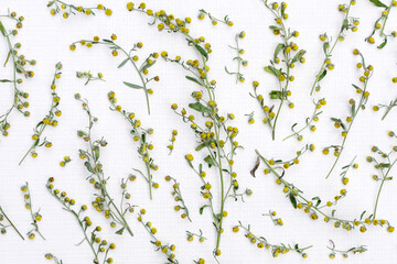 Delicate plant background from twigs of wormwood on white paper