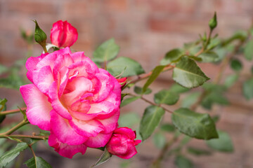 Bright large pink rose close-up. Macro, toning.