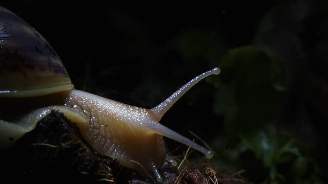 The giant snail Akhatina eats a green leaf of fresh lettuce. Macro video shooting in real time.