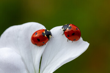ladybug sitting on white flower