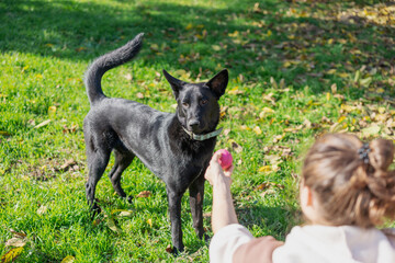 Young woman playing with her dog with a ball in the backyard of a country house on an autumn day