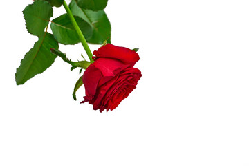 red rose on white background. Isolate