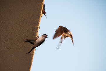common house martin on the wall