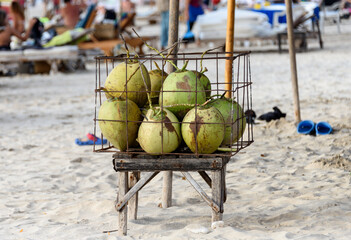 drinking coconuts on a beach