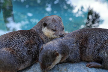 コツメカワウソ　リラクゼーション　秋