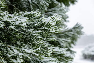 Close up of a snow covered branch of an evergreen tree with a blurred background. Christmas, xmas, winter, holiday season concept